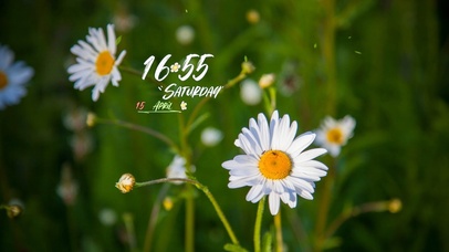 4k唯美小雏菊风景（真实时间）