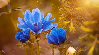 唯美盛开的蓝色花朵