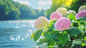 绣球花开