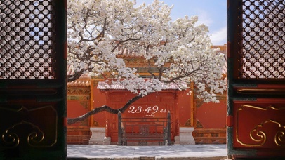 4K唯美古风红墙梨花