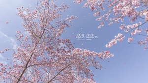 6K 樱花盛开的季节