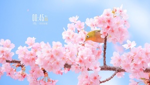 桃花，黄鹂鸟