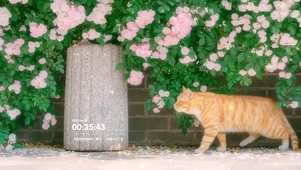 治愈猫猫