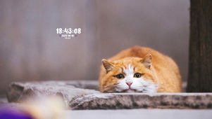 4K超萌，生活不易猫猫叹气