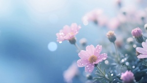 晨露花语