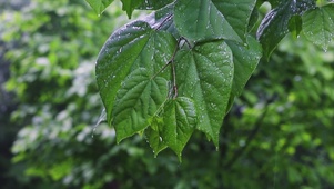 春雨滴落叶