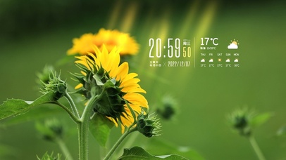 4K高清阳光向日葵风景系列