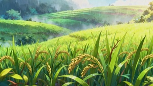 雨中稻穗