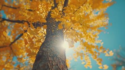 秋天苍天大树银杏树叶