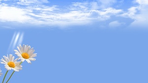 蓝天白云雏菊花