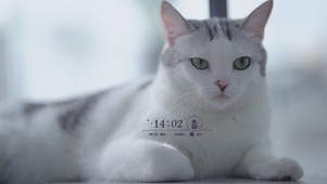 可爱猫咪