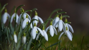 白花—夏雪片莲