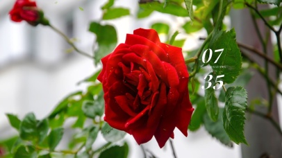4k简约唯美玫瑰花2