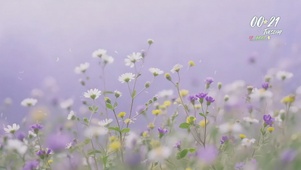 花瓣飘落