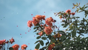 4k 治愈唯美月季花