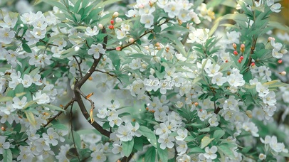 治愈唯美飘落的白花