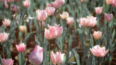 4K分红治愈郁金香