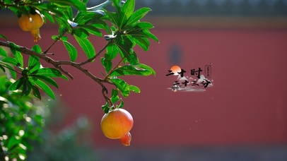 古城春天石榴树