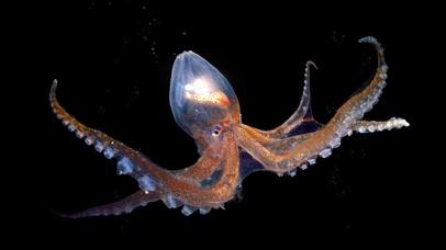 浪漫生物之章鱼