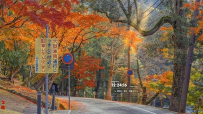 4K 唯美枫叶小路