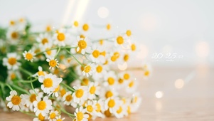 4K 清新唯美小雏菊