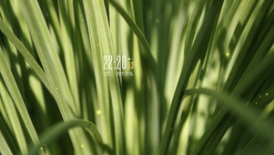 4k清新绿植桌面