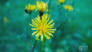 雨中雏菊