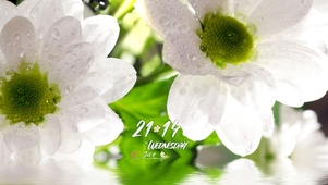 唯美湖面治愈白花