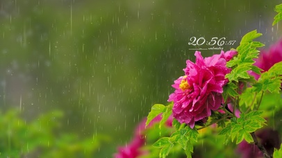 护眼治愈雨景蔷薇