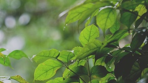 雨叶