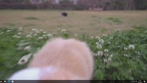 萌犬