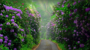 唯美治愈鲜花小路