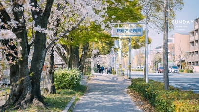唯美樱花城市街道