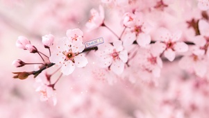 4k治愈桃花