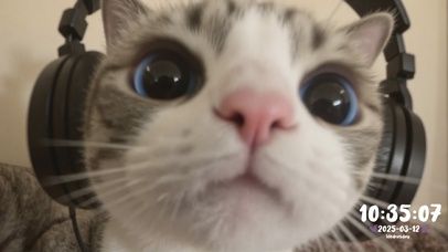 小猫脸当代社畜崩溃实录