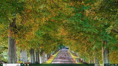雨天树林主题壁纸