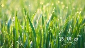 简约护眼草地晨露壁纸-带时钟