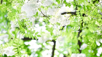 治愈唯美清新落花