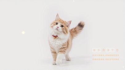 小猫向你走来