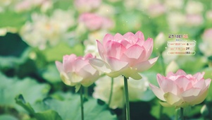 荷花池