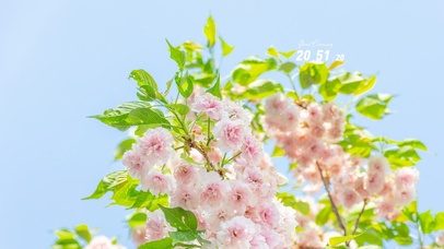 清新护眼绿叶海棠花