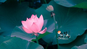 夏季荷花