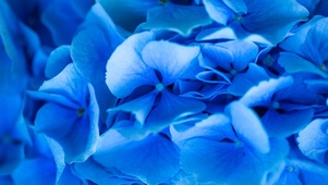 蓝色绣球花