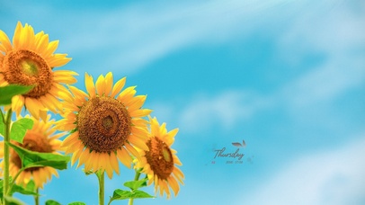 夏季唯美向日葵