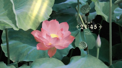 4k高清唯美荷花系列