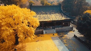 秋天的银树