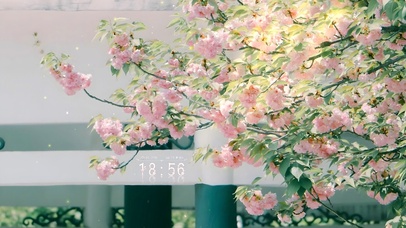 4K唯美治愈鲜花盛开