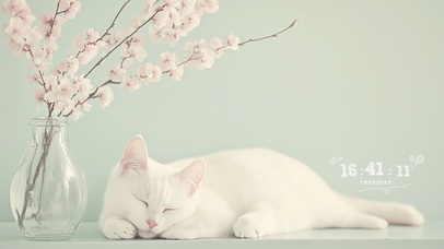 睡懒觉的小猫咪