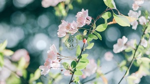 治愈清新花开