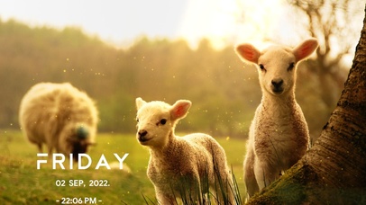 奶萌奶萌的咩咩羊